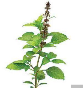 tulsi