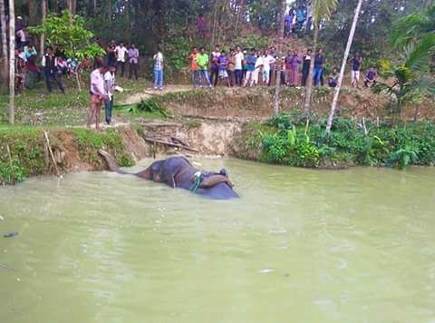 ঘিলাছড়ায় হাতির তান্ডব, এলাকায় আতংক